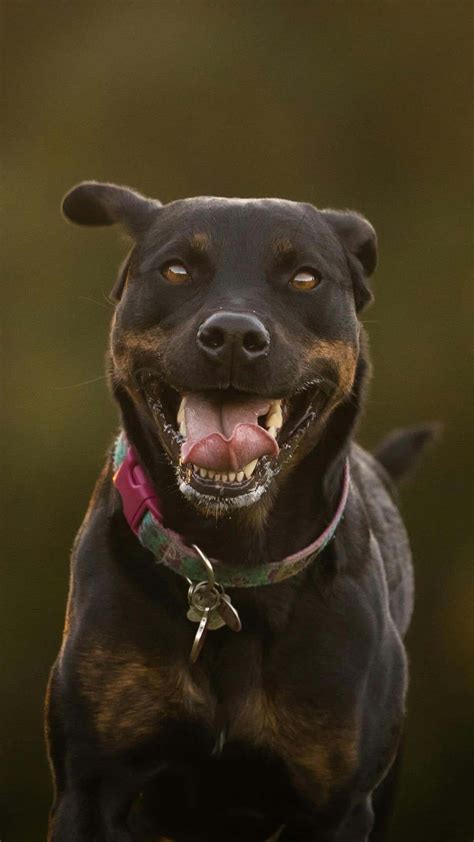 8 dog breeds that can kill a lion