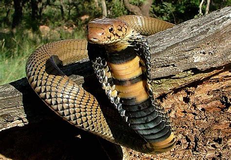 Mozambique Spitting Cobra Facts and Pictures | Reptile Fact