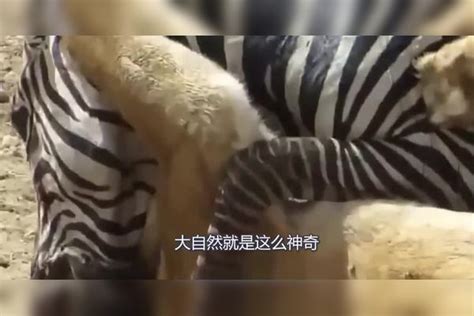 猪为何说是蛇的天敌？所谓一物降一物，大自然就是这么神奇！天敌大自然