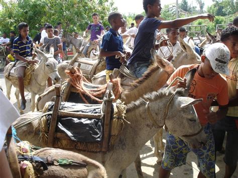 Frsthand Donkey Sex The Most Bizarre Tradition