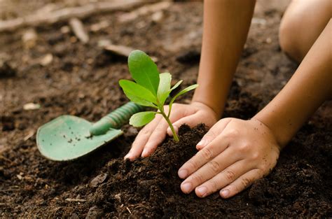 Como Realizar Corretamente O Plantio De Mudas De Plantas