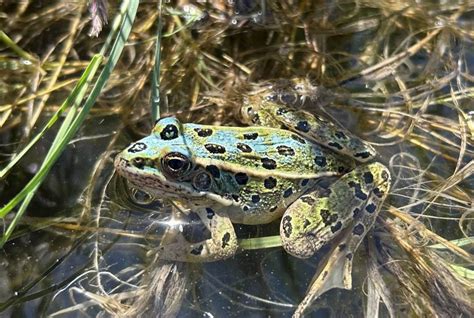 Rare Creature Spotted For First Time In Years Wa Officials Tacoma