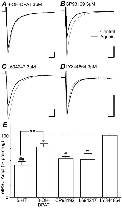 5 Ht1a 5 Ht1b And 5 Ht1d Receptor Activation Inhibits Evoked Ipscs In