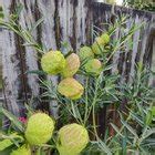 An Incredibly Rare Blonde Fur Seal R NatureGifs