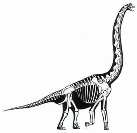 Dinosaur Skeleton Clipart - Free Download Images and Pictures