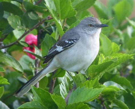 Птица Пересмешник Фото Описание – Telegraph