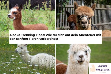 Alpaka Trekking Tipps Wie Du Dich Auf Dein Abenteuer Mit Den Sanften