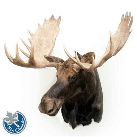 Moose antlers | Moose art, Moose antlers, Moose