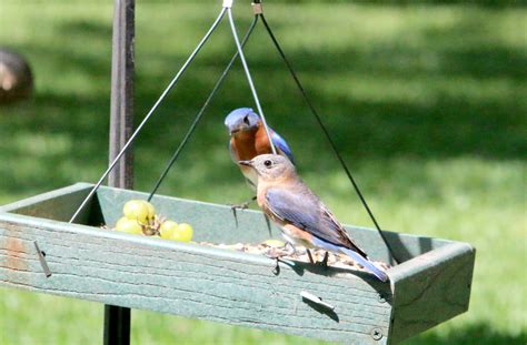 What to Feed Bluebirds - Bird Dudes