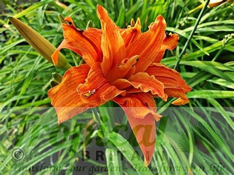 Hemerocallis Fulva Flore Pleno From Tropical Britain Tawny Or Tiger