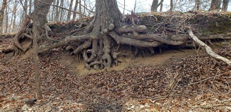 This Cross Section Of A Shagbark Hickory Roots System Exposed By Years