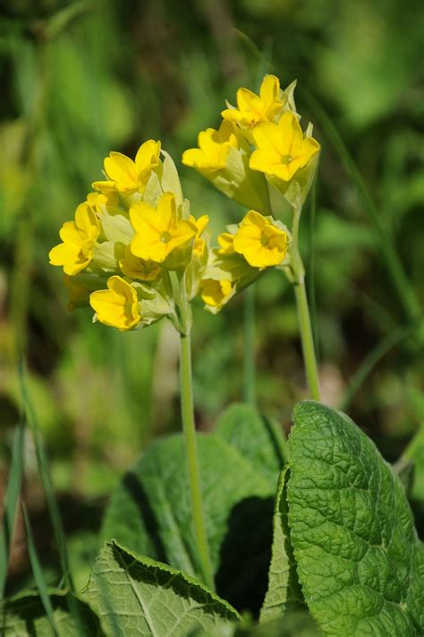 Primula macrocalyx - Изображение особи - Плантариум