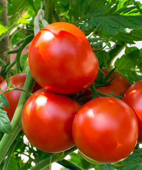 Tomato Farming In Botswana Agrifronts