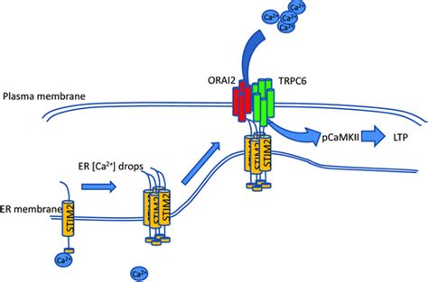 Aducanumab Mechanism Of Action : Mechanism Of Amyloid B Ab Removal Via Ab Specific Antibodies ...