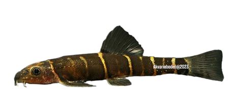 barbucca diabolica - Akvarieboden