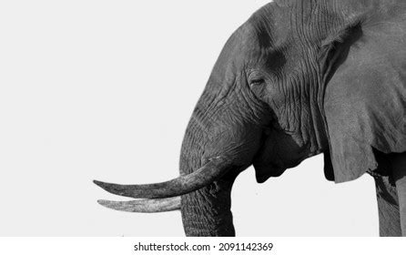 7,052 Teeth elephant Images, Stock Photos & Vectors | Shutterstock