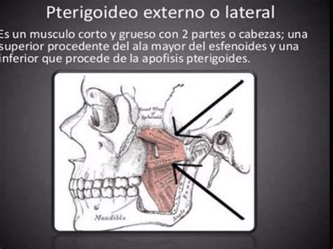 Musculos De La Masticacion Ppt