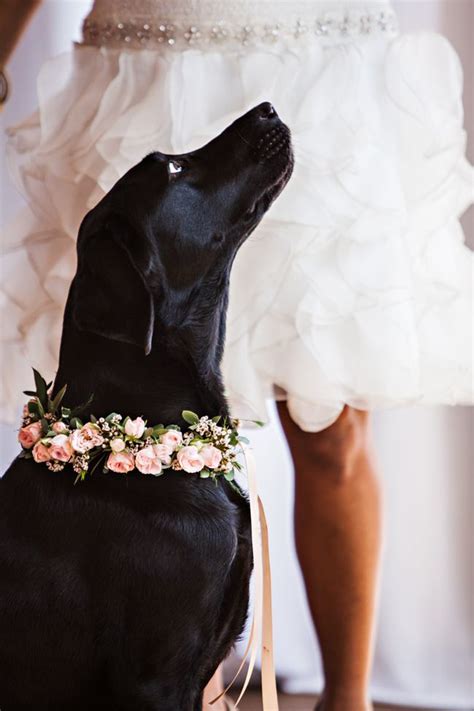 Tu Perro En Tu Boda ¿por Qué No Perros Para Boda Traje De Perro Para