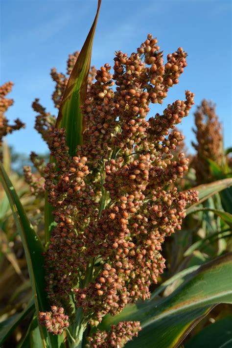 Материал сорго