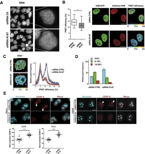 The Cell Proliferation Antigen Ki Organises Heterochromatin Elife