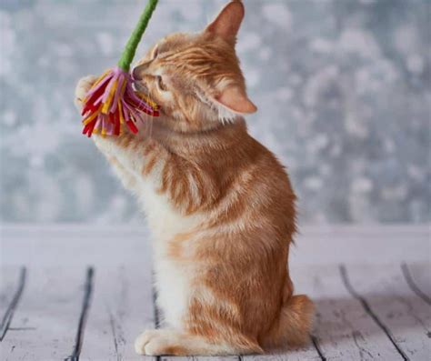 American Bobtail Cats A Comprehensive Guide To This Uniquely Charming