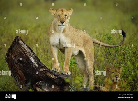 Lions at Serengeti Stock Photo - Alamy