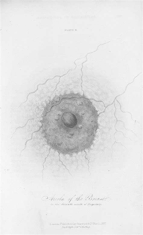 Areola of the breast in the seventh month of pregnancy - An exposition ...