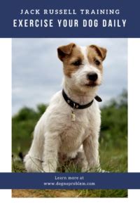 Jack Russell Training 2022 - How To Train A Jack Russell Successfully (Fast Methods!)