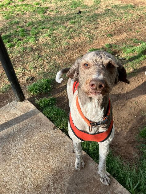 All Paws Pet Lodge Tahlequah Ok