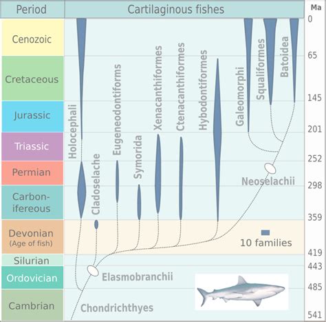 histoire evolutive des poissons cartilagineux wikipedia