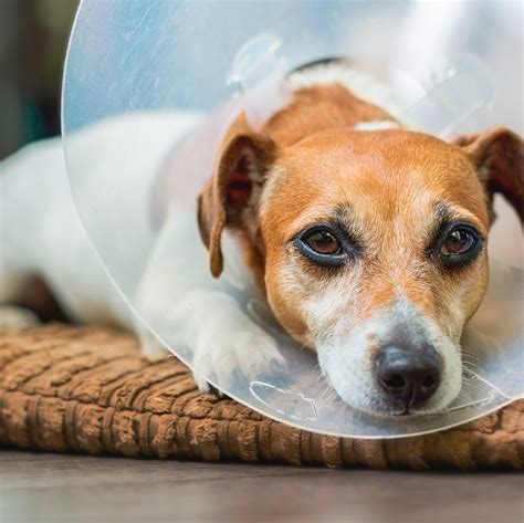 How Can Your Dog Benefit From Physical Therapy Petietec