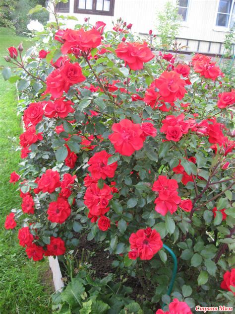 Роза Ротер Корсар Фото И Описание – Telegraph