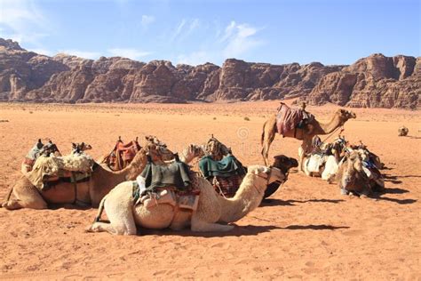 Kamele stockfoto. Bild von dünen, osten, säugetier, inländisch - 24292628