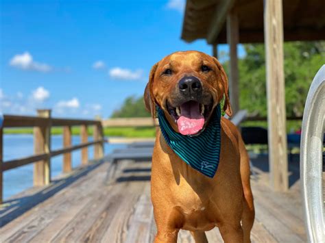Bunker The Ridgeback Rhoback