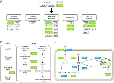 Differential Regulation In Hepatic Lipid Metabolism Related Genes