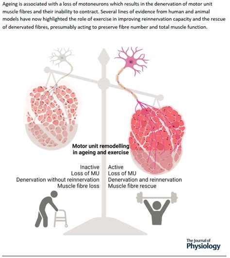 Physio Meets Science On Twitter Ageing And Exercise Induced Motor