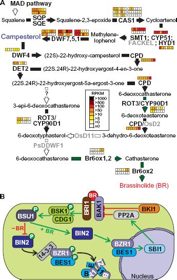 Pathways of brassinosteroide synthesis and signaling. | Download ...