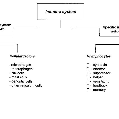 Simplified Diagram Of The Structure Of The Immune System Download