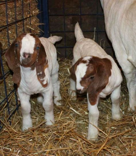 12 best Newborn Baby Boer Goats images on Pinterest | Boer goats, Baby ...