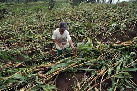 Tanaman Jagung Diterjang Angin Antara Foto