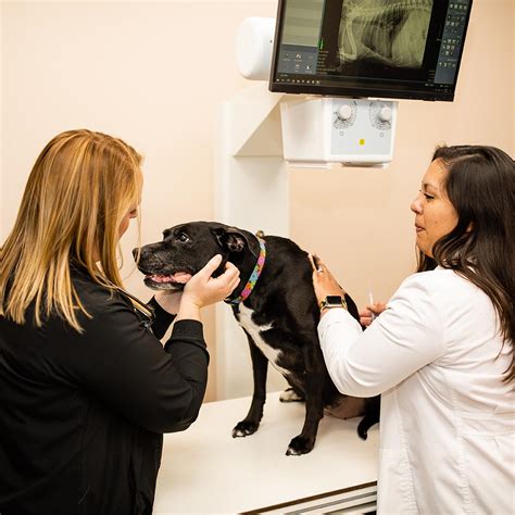 Pet Urgent Care In Ames IA Somerset Veterinary Hospital