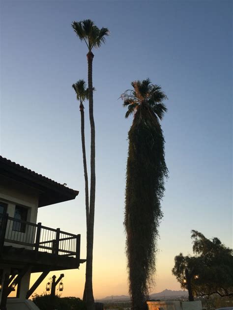 Can You Tell Which Palm Tree Is Not Brushing And Flossing Regularly