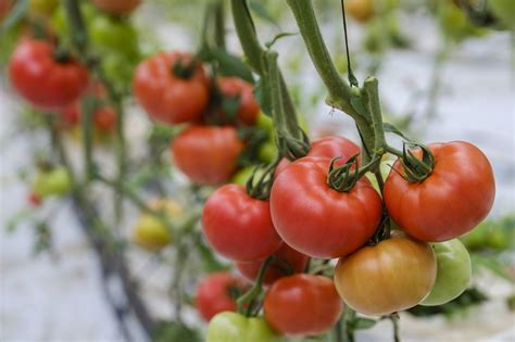 Ibeth El Primer Tomate De Syngenta Con Resistencia Al Virus Del Rugoso