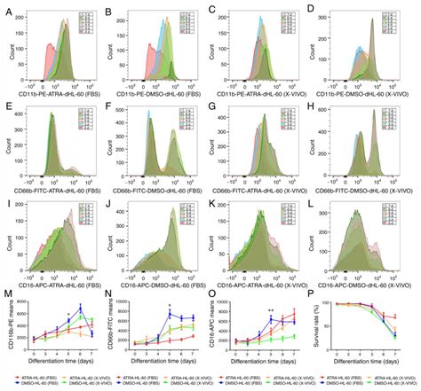 Differentiation Of HL60 Cells In Serumfree Hematopoietic Cell Media