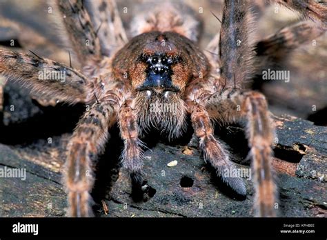 Close up of Thin-legged Wolf Spider (Pardosa spp Stock Photo - Alamy