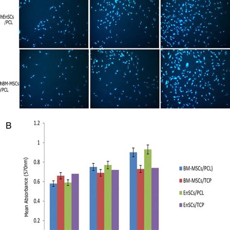 Flow Cytometric Analysis Of Isolated Henscs And Hbm Mscs For