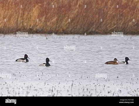 Photo Was Taken On Cordova Alaska Area Wetlands Subjects Birds