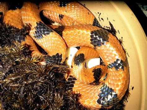 How To Determine The Sex Of A Snake A Beginners Guide