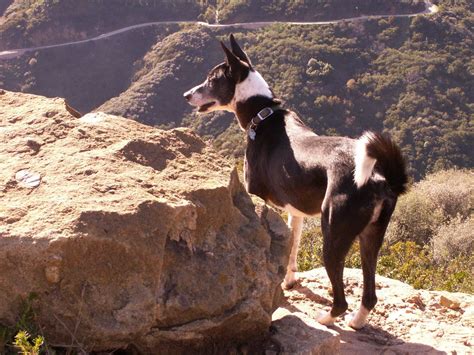 Does Your Dog Hate Meeting New People? Here’s Why - The Cat and Dog House