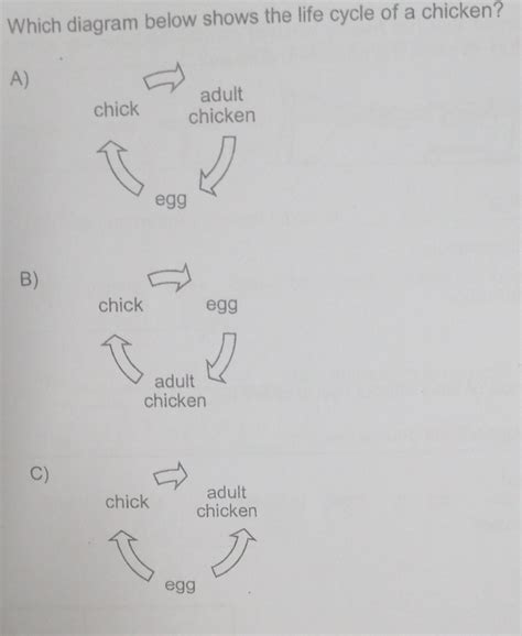 Solved Which Diagram Below Shows The Life Cycle Of A Chicken A Adult